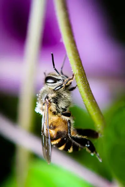 Plan Rapproché Une Abeille Sur Une Feuille Verte — Photo