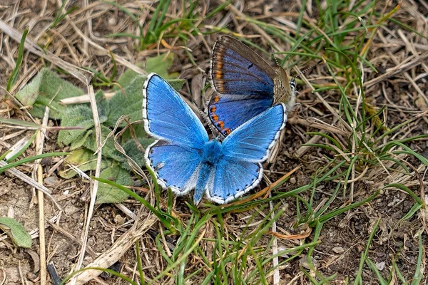 Closeup Shot Pair Beautiful Blue Butterflies Dry Twigs Fallen Ground — Stock Photo, Image