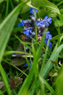 Ormanda mavi kır çiçeklerinin dikey görüntüsü