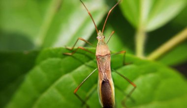 Parlak yeşil bir yaprağın üzerindeki leptokorisa 'nın yakın çekimi.