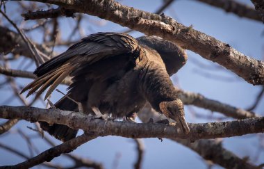Ağaç dalına konmuş bir akbabanın seçici odak noktası.