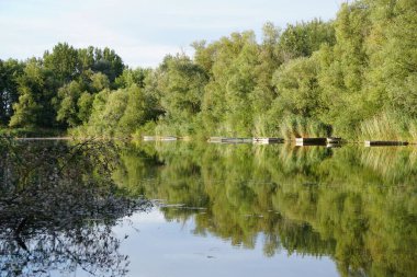 Teknelerin yansıması ve göldeki yeşil bitkiler