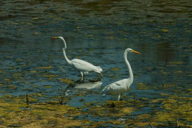 Gölette bir çift büyük balıkçıl
