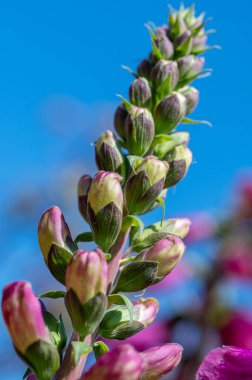 Bulanık bir alanın ortasında renkli çiçeklerin makrosu