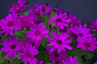 Mor Afrika papatyalarının seçici odak noktası.