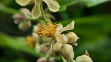 Yeşil yapraklı bir arka planda Hint helikopterinin yakın çekimi.