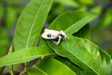 Yeşil yapraklı zümrüt gözlü ağaç kurbağasının güzel bir fotoğrafı.