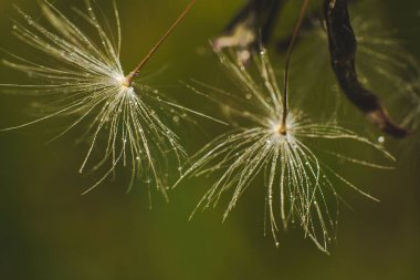 Su damlacıkları ile karahindiba tohumlarının yakın çekimi