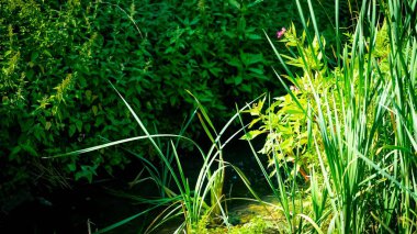 Güneşli bir günde güzel bir ormanın alçak açılı manzarası