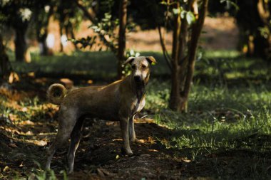 Gün batımında ormanda kahverengi bir köpek