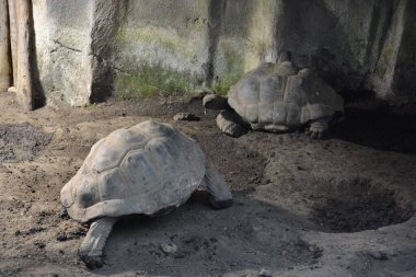 Bir çift kaplumbağa kafeste dinleniyor.