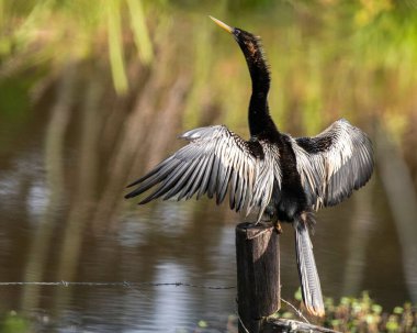 Göl kenarından bir anhinga.