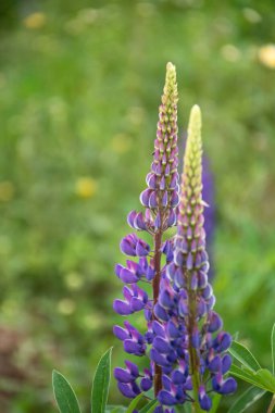 Çiçek açan makro lupin çiçeği. Lupinus, lupin, pembe mor çiçekli lupin tarlası. Bir grup lupin yaz çiçeği arka planı. Lupin tarlası..