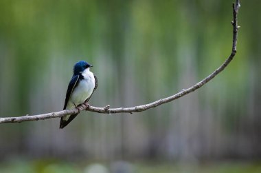 Beyaz karnı ve mavi kafası olan bir kuş ağaç dalında oturuyor.