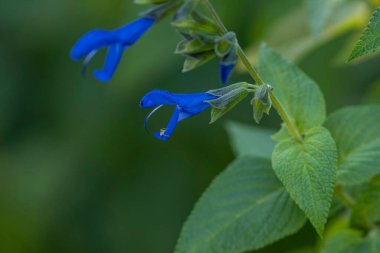 Bulanık yeşil bir arka planda yetişen Anis kokulu bir adaçayının yakın çekimi.