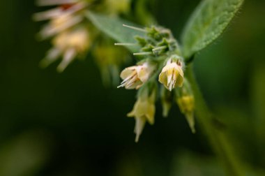 Bulanık bir alanın ortasında renkli çiçeklerin makrosu