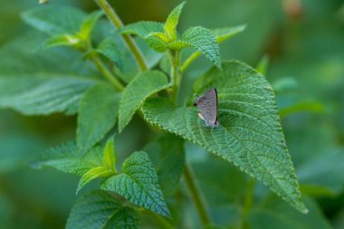 Yeşil bir nane yaprağının üzerine tünemiş Doğu kuyruklu mavi bir kelebeğin yakın çekimi.