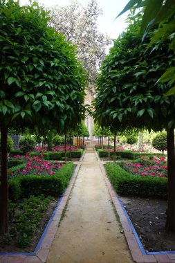 Pembe çiçeklerle parktaki patikanın dikey görüntüsü.