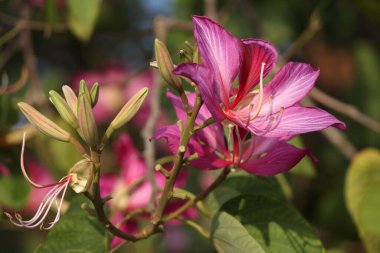 Geçmişi bulanık pembe bir Bauhinia 'nın yakın çekimi.