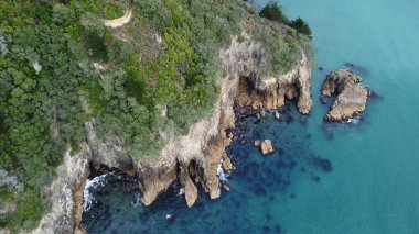 Deniz kenarındaki ağaçların kuş bakışı görüntüsü.