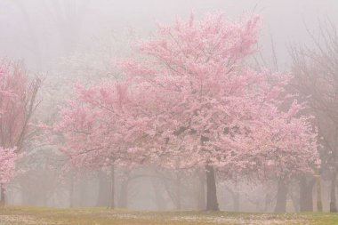 Sisli bir parkta çiçek açan kiraz ağaçlarının güzel bir görüntüsü.