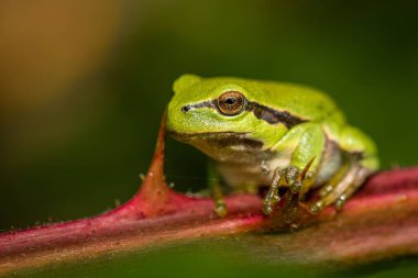 Bulanık arka planda bir daldaki ağaç kurbağasının yakın plan portresi.