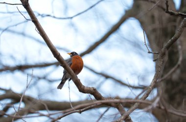 Bir ağaç dalında oturan bir Amerikan bülbülünün seçici odağı