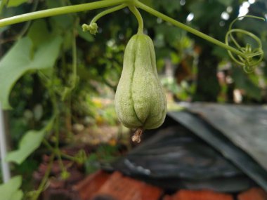Dala yeşil Chayote 'nin seçici odak noktası.