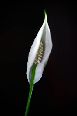 Beyaz bir barış zambağı siyah arka planda izole edilmiş