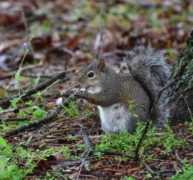 Ormanda kurabiye yiyen şirin bir Doğu gri sincabı (Sciurus carolinensis) yakından çekeriz.