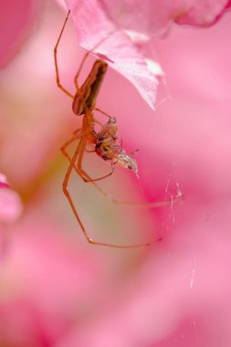 Pembe bulanık arka planda bir mahzen örümceğinin dikey yakın çekimi