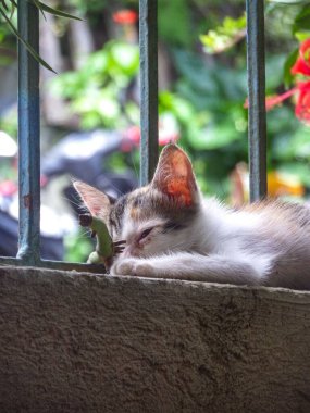 Bulanık arka planda bir şeyle oynayan bir kedi yavrusunun dikey görüntüsü.