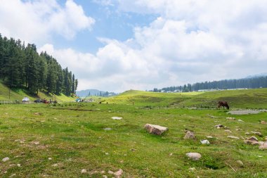 Güzel kaşmir 'deki dağ ormanlarının manzarası. Dal Gölü, pahalgam, Gulmarg, Baramulla, Kupwara Kaşmir 'e güzellik katıyor..