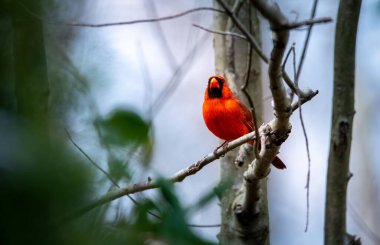 Kuzey Kardinali 'nin (Cardinalis Cardinalis) seçici bir odak noktası bir dala tünemiştir.