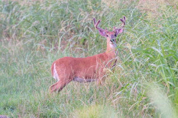 Ein Weißschwanzhirsch Auf Einem Feld Blickt Die Kamera — Stockfoto