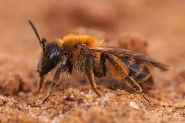 Closeup Adult Female Rare Andrena Fulvata Burrowing Mining Bee Sitting — Stock Photo, Image