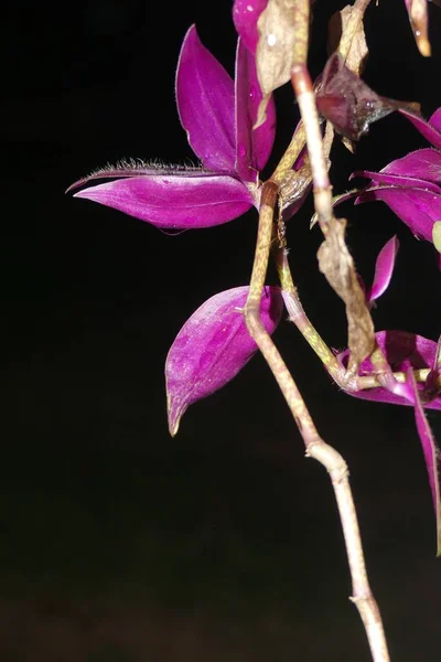 Une Orchidée Pourpre Isolée Sur Fond Noir — Photo