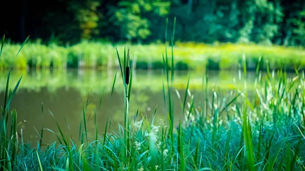 Une Belle Vue Sur Lac Dans Forêt Par Une Journée — Photo