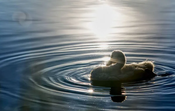 Cisne Bebé Iluminado Por Rayos Sol Agua Halle Der Saale —  Fotos de Stock