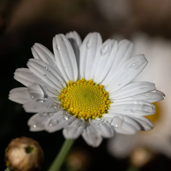 Makro Färgglada Blommor Mitten Ett Suddigt Fält — Stockfoto