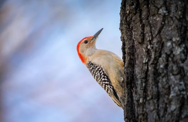 Tiro Enfoque Superficial Pájaro Carpintero Vientre Rojo Melanerpes Carolinus Tronco — Foto de Stock