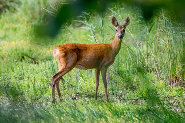 Beautiful Shot Cute Deer Forest — 스톡 사진