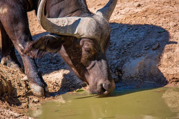 A closeup of African buffalo drinking water from the dirty puddle