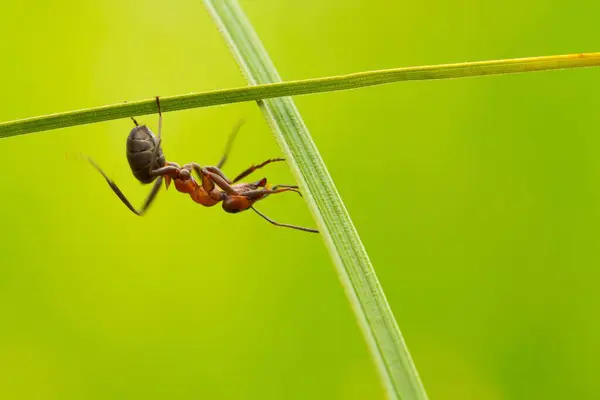 Closeup Shot Ant Walking Lower Part Blade Grass — Stock Photo, Image