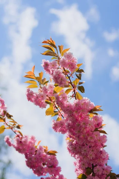 Rosa Körsbärsblomma Blomma Växt Trädgården — Stockfoto