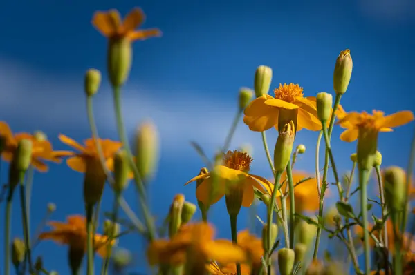 Macro Flores Coloridas Meio Campo Embaçado — Fotografia de Stock