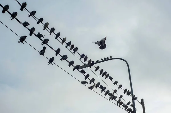 Bulutlu Bir Günde Teller Üzerinde Güvercinlerin Düşük Açılı Görüntüsü — Stok fotoğraf