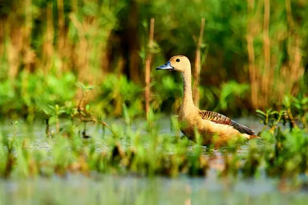 Een Schattige Bruine Eend Het Ondiepe Water Een Zonnige Dag — Stockfoto