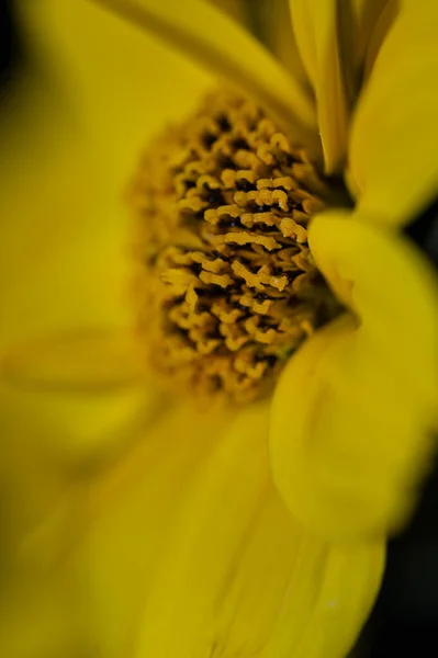 Macro Van Kleurrijke Bloemen Midden Een Wazig Veld — Stockfoto