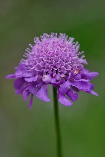 Eine Lila Blume Die Vor Grünem Hintergrund Blüht — Stockfoto